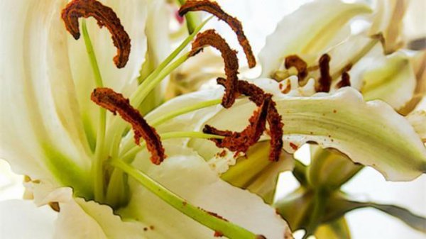 百合花怎么养才好