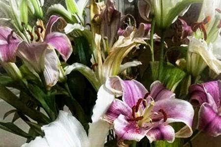 百合花怎么养才好