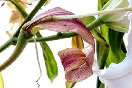 百合花怎么养才好
