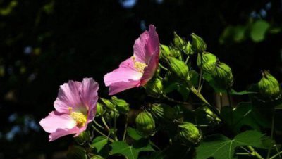 芙蓉花在什么季节开花 了解芙蓉花观赏季节