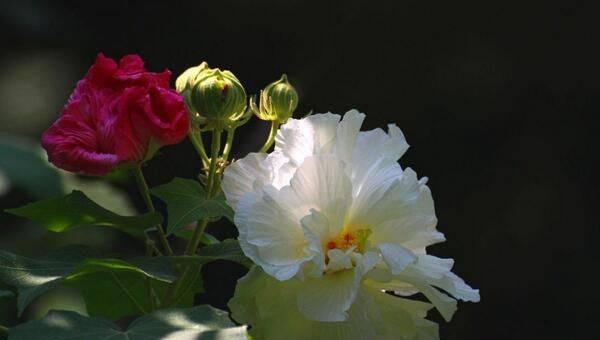 芙蓉花在什么季节开花