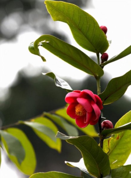 耐寒茶花品种有哪些
