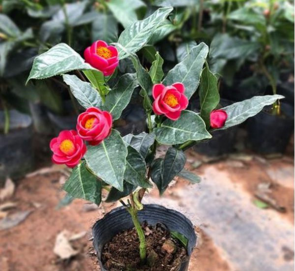 耐寒茶花品种有哪些