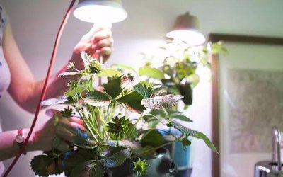 如何种草莓种子盆栽 家庭阳台草莓种植方法
