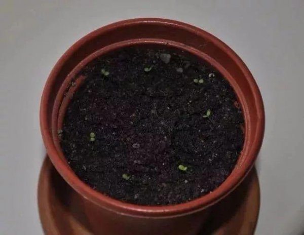 如何种草莓种子盆栽