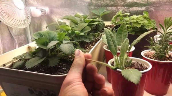 如何种草莓种子盆栽