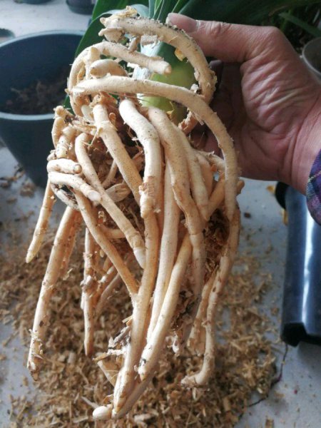 君子兰怎样重新发根