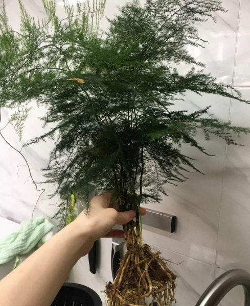 观赏竹子有哪些品种