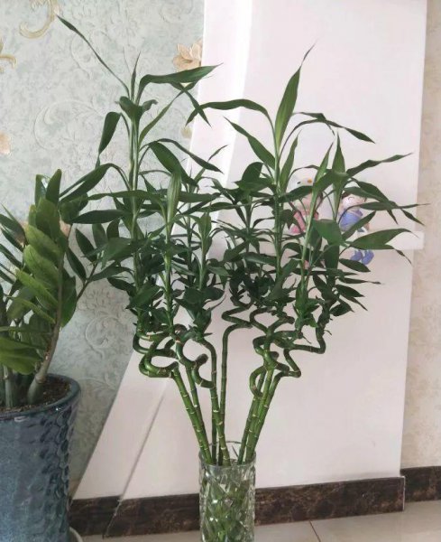 观赏竹子有哪些品种