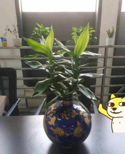 观赏竹子有哪些品种