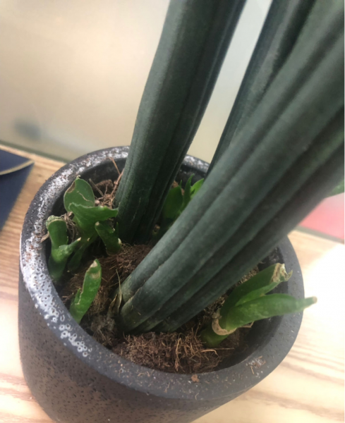 养虎皮兰需要注意什么