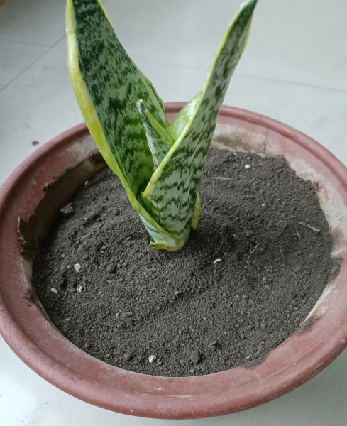 养虎皮兰需要注意什么