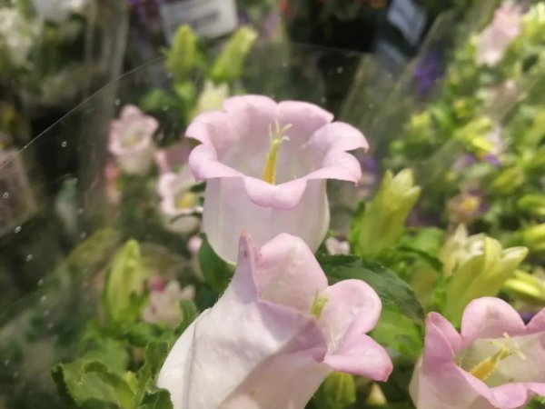 风铃草有什么品质