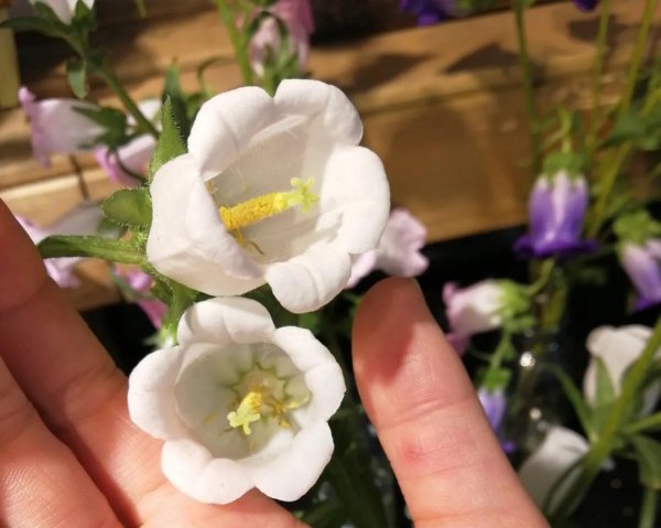 风铃草有什么品质