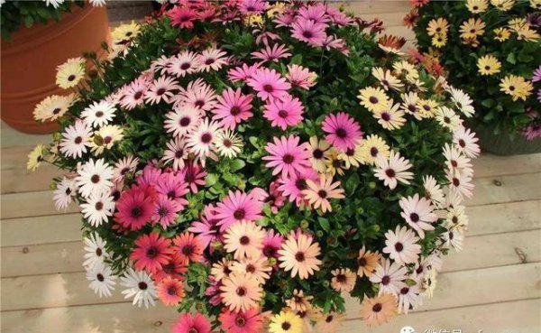 万寿菊花的特点是什么