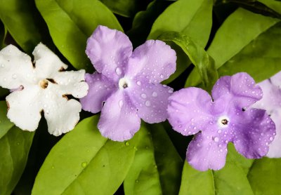 双色茉莉介绍资料 养护茉莉的注意事项