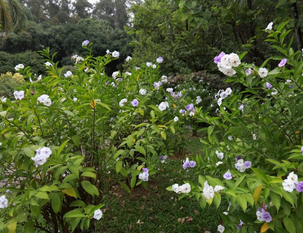 双色茉莉介绍资料