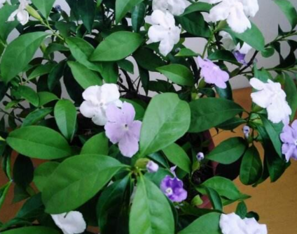 双色茉莉介绍资料