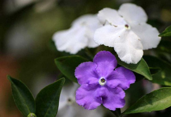 双色茉莉不开花怎么回事