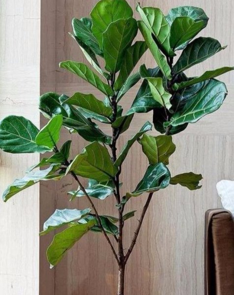 琴叶榕适合放室内吗