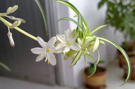吊兰开花寓意是什么
