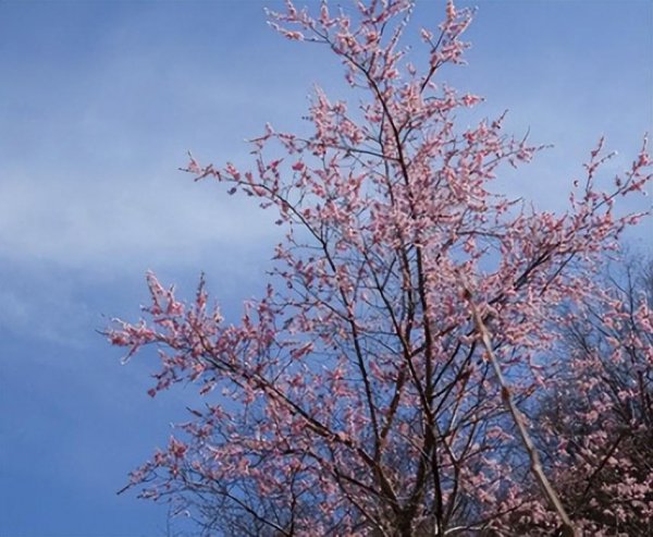 杏树什么时候开花