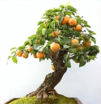 杏树什么时候开花