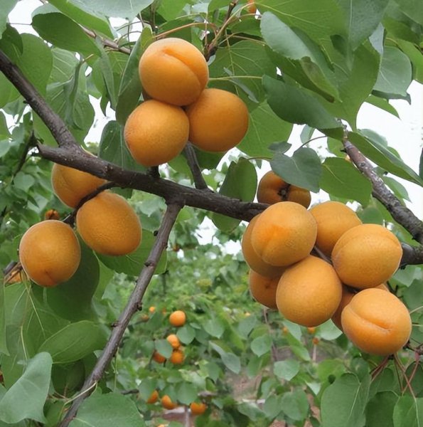 杏树什么时候开花