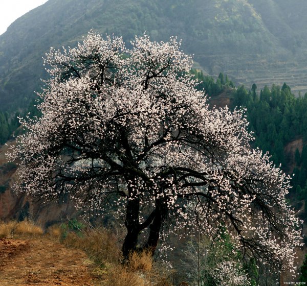 杏树什么时候开花