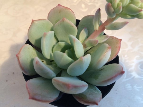 多肉植物养久才长大