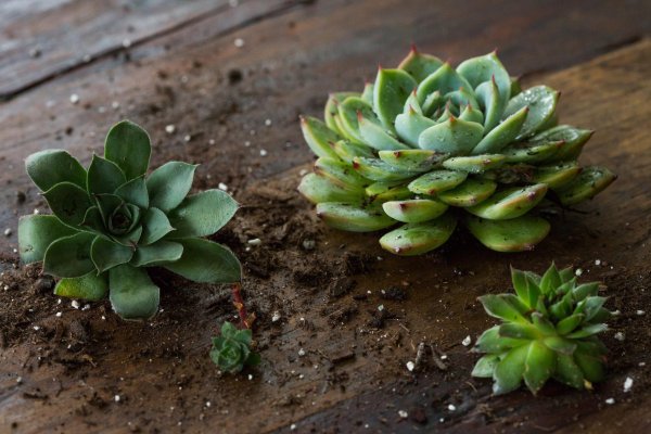 多肉植物养久才长大