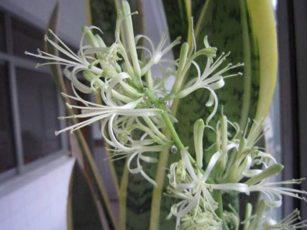 虎皮兰开花后怎么处理