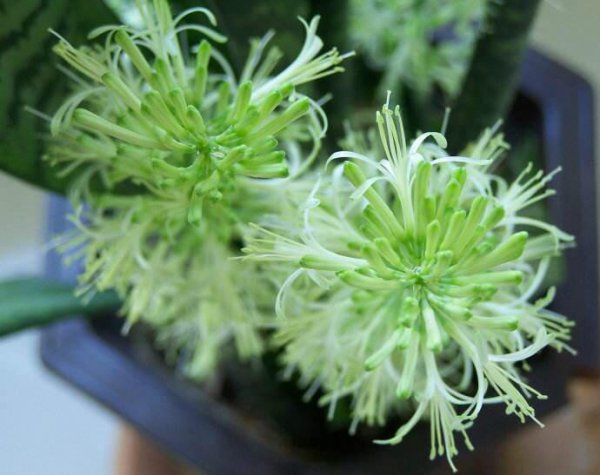 虎皮兰开花后怎么处理