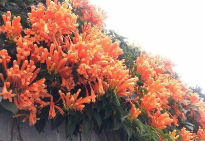 炮仗花小苗多久开花 炮仗花的繁殖方法讲解
