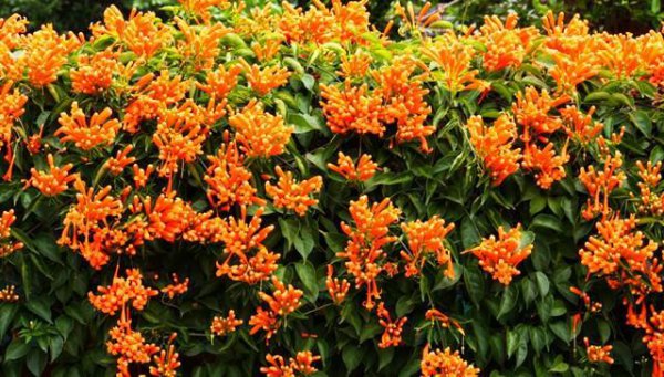 炮仗花小苗多久开花