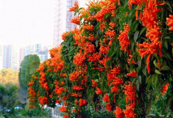 炮仗花小苗多久开花