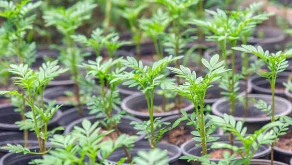 万寿菊几月份开花
