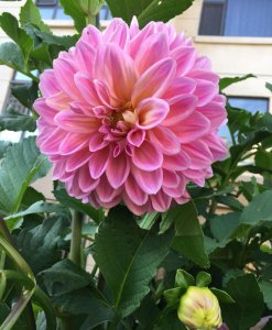 大丽花盆栽怎么养 盆栽大丽花的养护要点