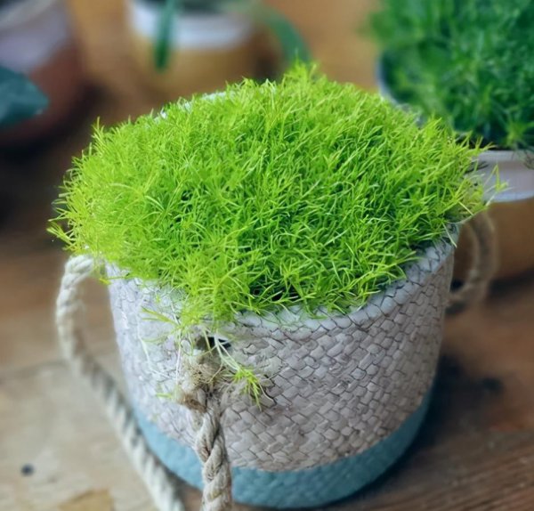 耐寒耐热的花卉有哪些