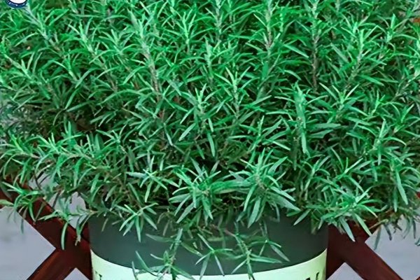 驱蚊植物有几种