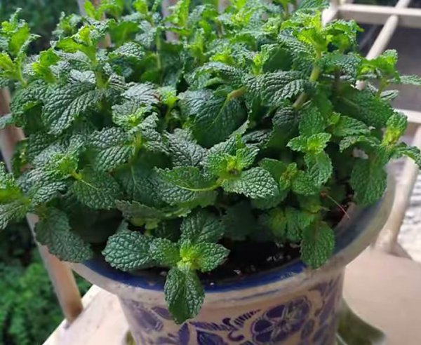 驱蚊植物有几种
