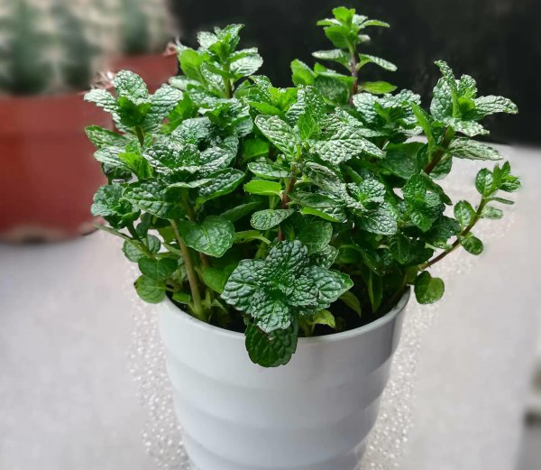 驱蚊植物有几种