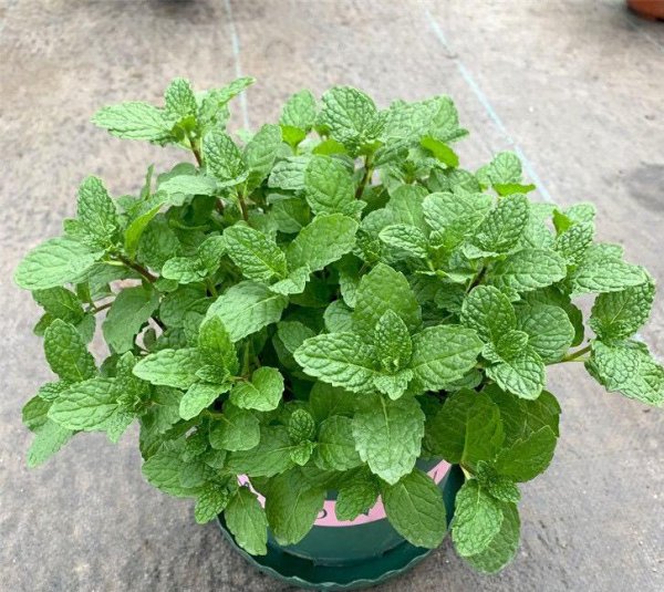 驱蚊植物有几种