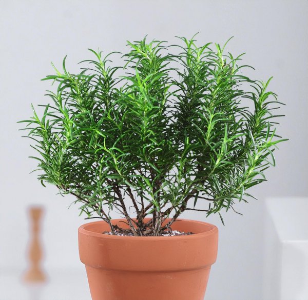 驱蚊植物有几种