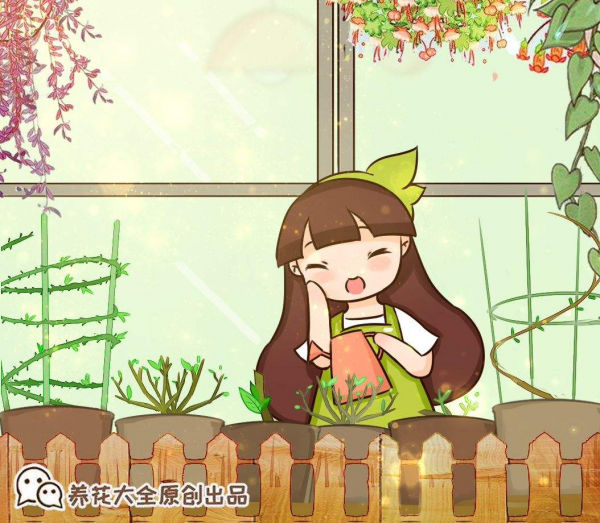 怎样才能把花养得更好