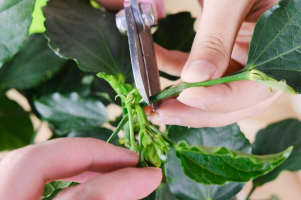 怎样才能把花养得更好