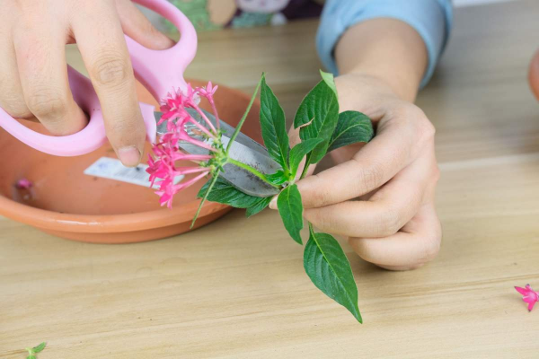 怎样才能把花养得更好