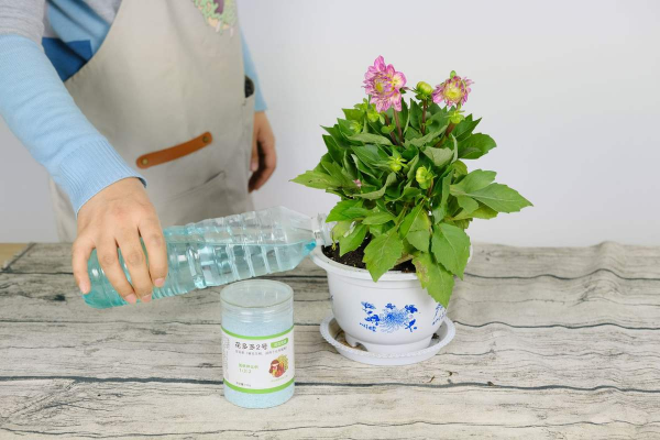 怎样才能把花养得更好