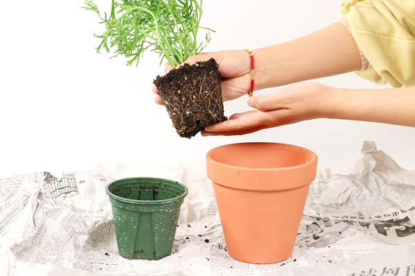 怎样才能把花养得更好