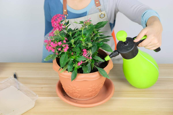 怎样才能把花养得更好